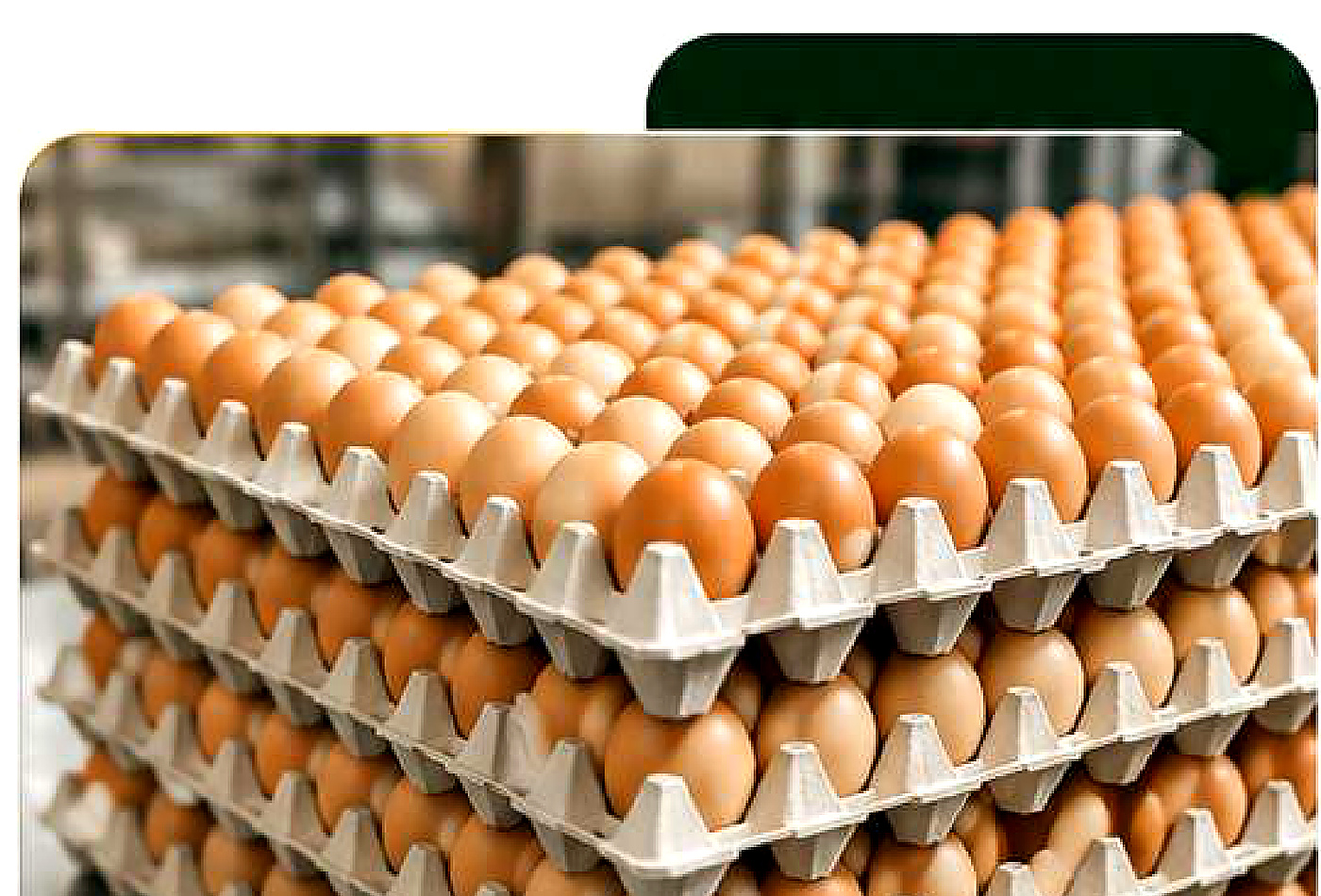 Rhylo eggs tray image from company profile PDF