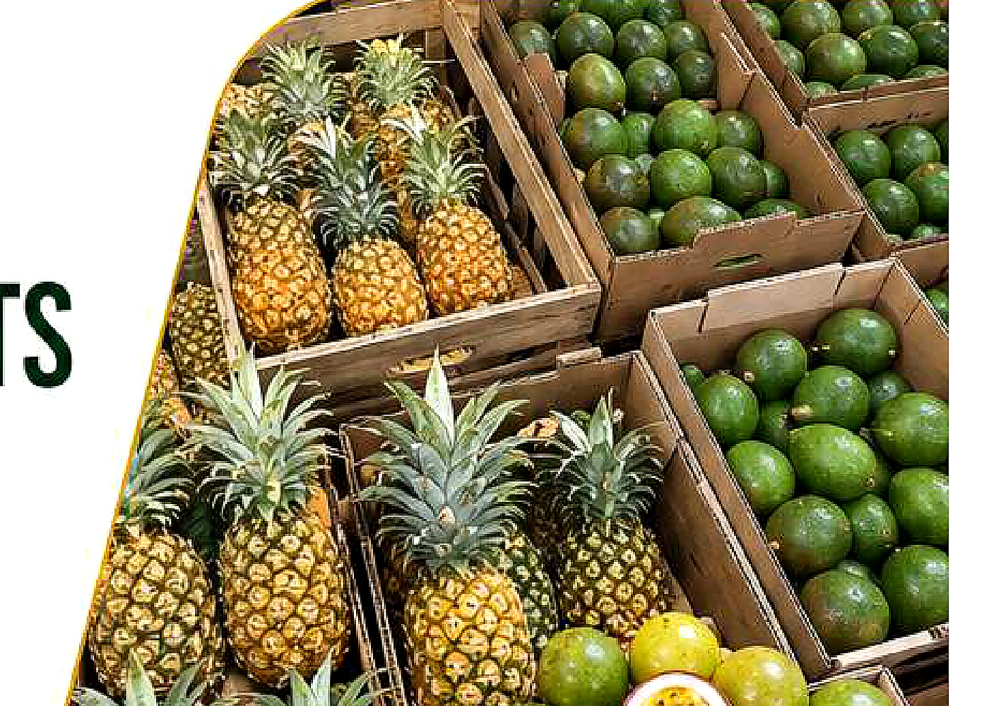 Rhylo export produce image from company profile PDF