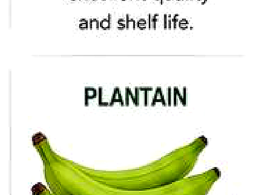 Plantain image from company profile PDF